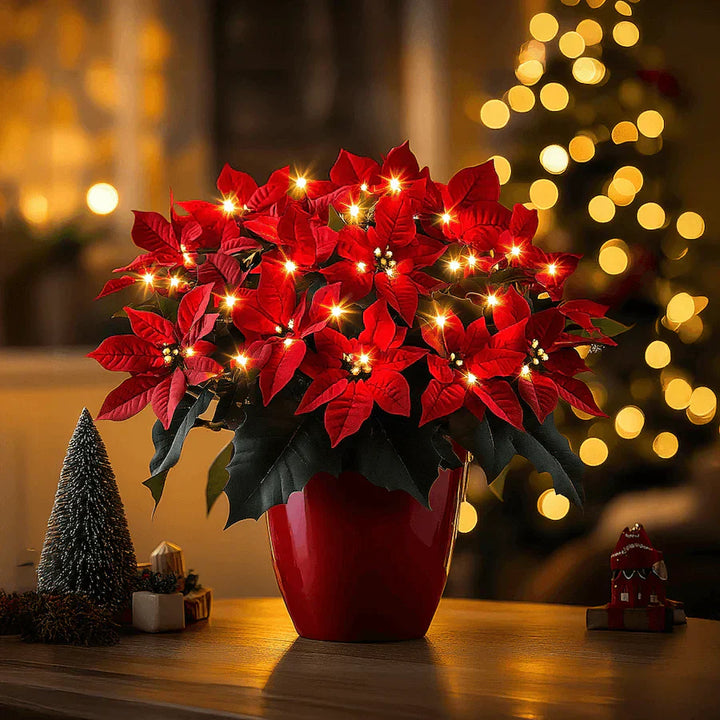 Kerstster Robijn Stralend